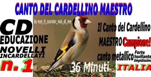CANTO DEL CARDELLINO SICILIANO LIMPIDO ANCHE PER INCARDELLATI SU CD SD O USB - Foto 1 di 4