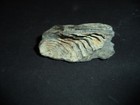 Unknown fossil, from curisitu cabinet from an esthete