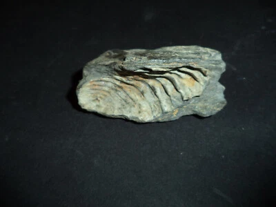 Unknown fossil, from curisitu cabinet from an esthete - Image 1 of 4