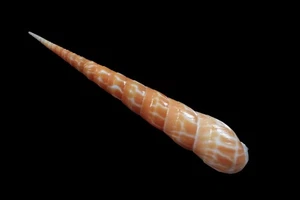 Tatskieshells-  Terebra dimidiata - 133mm - Picture 1 of 3