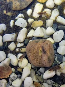 25+ Live Freshwater Lice (Asellus Aquaticus) Pond Slater,tank,clean up,food π€ - Picture 1 of 3