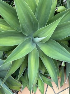 Approximately 8 Medium + Large Agave Attenuata Foxtail Plants. Buyer Must Remove - Picture 1 of 3