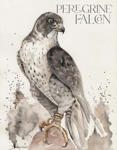 Raptor Bird Art Peregrine Falcon Canvas Print Watercolor Fully Matted 8x10 - Picture 1 of 6