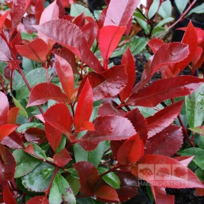 TU PROPIO JARDÍN 15 Semillas de Photinia Red Robin