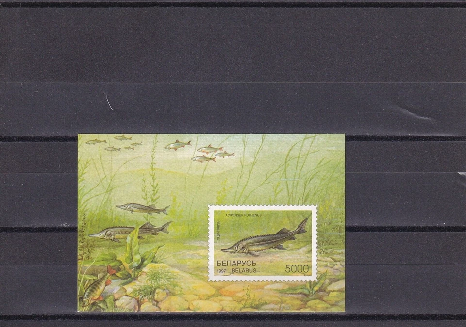 SA06a 白俄罗斯 1997 年鱼薄荷迷你床单穿孔 — 第 1/1 张图片