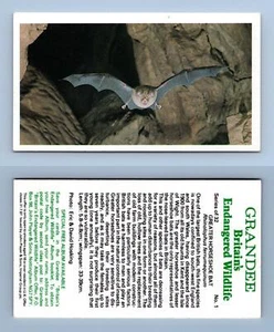 Gr. Horseshoe Bat #1 Grandee Britain's Endangered Wildlife 1984 Cigarette Card - Picture 1 of 1