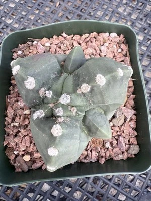 Astrophytum Nudum Fukuryu tricostatum Foto 1 de 4