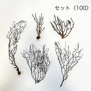 Un conjunto de abanicos de mar naturales 3 piezas de Japón naturalmente desgastados umiuchiwa 100 - Imagen 1 de 5