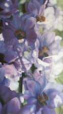 Winifred Godfrey Blue Delphiniums - Blue Floral Signed and Numbered on Paper