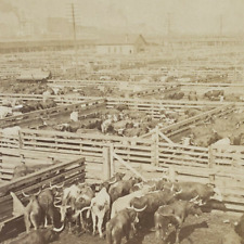Chicago Stereoview c1899 Great Union Stock Yards Cattle Meat Packing House M294