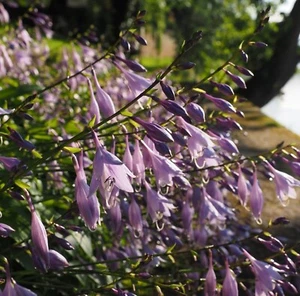 Hosta 'Wide Brim' - Picture 1 of 6
