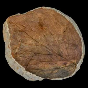 4 Zoll Davidia Antiqua fossile Pflanze Blattpflanze Fort Union Formation Glendive - Bild 1 von 5