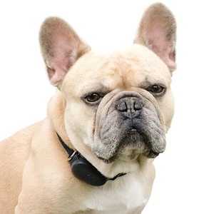 Rastreador GPS para perros pequeños | Solo 23 g | UBEE CITY - Imagen 1 de 6