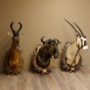 Juego de 3 preparaciones para la cabeza Oryx (Oryx gazella), ñu, Hartebeest (Alcelaphus caama) - Imagen 1 de 10