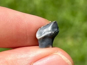 Ankylosaurus Tooth Fossil Dinosaur Judith River Formation Montana Cretaceous Age - Picture 1 of 15