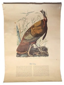VTG. AUDUBON TURKEY PRINT From 1955 NMLU Calendar #1 GREAT AMERICAN COCK (351) - Picture 1 of 12