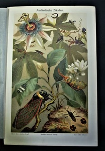 1902 Original Chromolithographie.FREMDENZAHN - Ausländische Zikaden Meyers - Bild 1 von 1