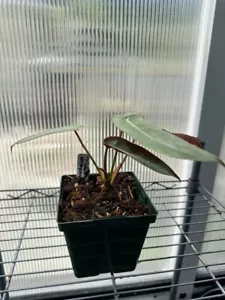 philodendron atabapoense (SPECIMEN 1) - Picture 1 of 3
