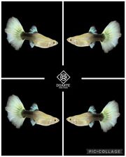 1 Female - ⭐️ Half Black Yellow - Live Aquatic Guppy Fish Quality Top Grade A