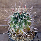 D2731 FEROBERGIA FUKURYU VARIEGATED VERY OLD pot18-H18-W15 cm MaMa Cactus