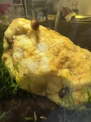 10 caracoles vejiga de estanque de acuario marrón  Foto 1 de 2