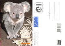 Australia Australian Wildlife KOALA. (R-L 215)