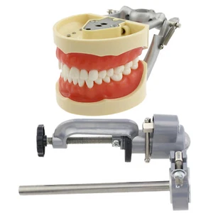 Nissin 200 Style Dental Practice Typodont Model Pole Mount 32 Pc Removable Teeth - Picture 1 of 47