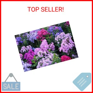 1200+ Mixed Phlox Seeds - Creeping Perennial Ground Cover - Popstars Phlox Creep - Picture 1 of 2
