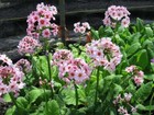 Primula Japonica - Marginal Pond Plants  - Pond Plants - Water Plants - BP098