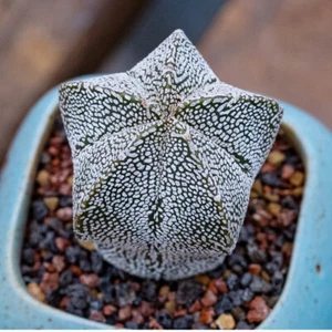 Plántula de dos años Astrophytum Myriostigma 'Onzuka' jardín exterior hermosa rara - Imagen 1 de 7