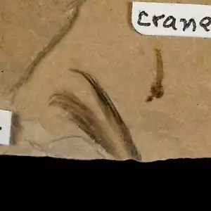 0.6 Rare Detailed Fossil Bird Feather And Cranefly Green River FM Uintah UT - Picture 1 of 5
