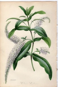 Paxton 1843 Antique botanical flower print: Veronica salicifolia, floral decor - Picture 1 of 2