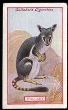 Tobacco Card, Gallaher, ANIMALS & BIRDS OF COMMERCIAL VALUE, 1921, Wallaby, #84