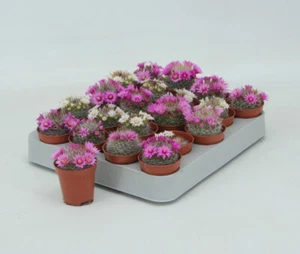 Cactus de flor surtido Ø5 cms Mammillaria hahniana - 1 UNIDAD - Picture 1 of 1