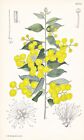 Acácia Podalyriifolia Australia Botanique Fleur Botany Lithographie Curtis 9604