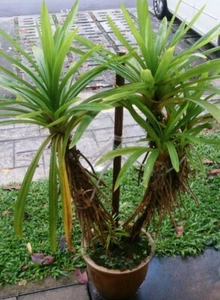 Pandan - Pandanus amaryllifolius - LIVE PLANT - Picture 1 of 12
