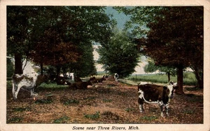 POSTCARD GREETINGS FROM BIG RAPIDS MICHIGAN - COWS INTHE FIELD - Picture 1 of 2