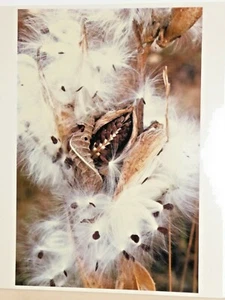 John R. Wells, Cibachrome Print, Milkweed, Acton, Mass. - Picture 1 of 4