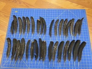 Z163 Lot Of 32 Hybrid Black Turkey Wing Feather - Picture 1 of 3