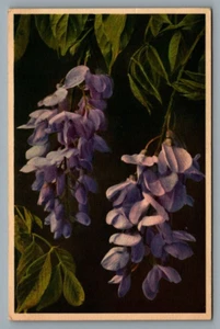 Thor E Gyger Blumen Postkarte Glycine #2820 Wisteria sinensis - Bild 1 von 2