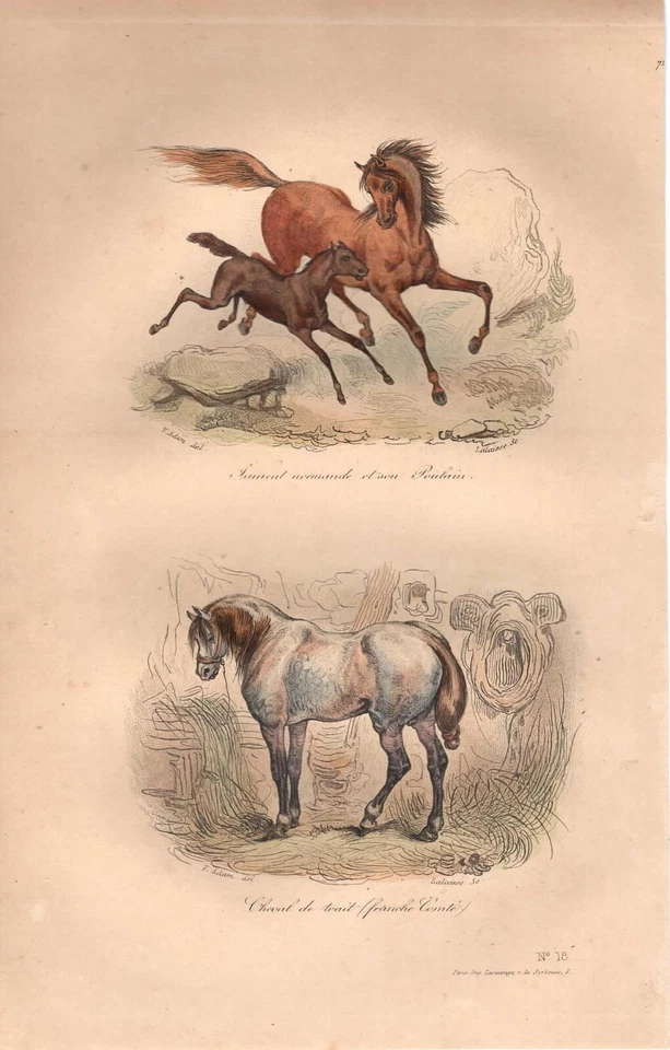 Stampa antica CAVALLA CON PULEDRO CAVALLO DA LAVORO Buffon 1853 Antique print - Immagine 1 di 1