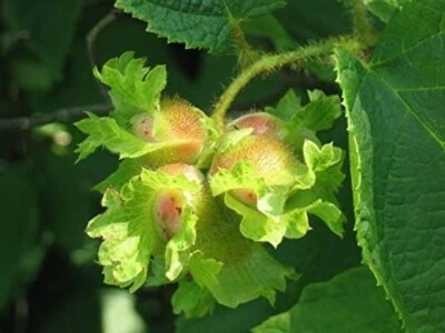 Corylus americana | American Hazelnut | 10 seeds - Image 1 of 4