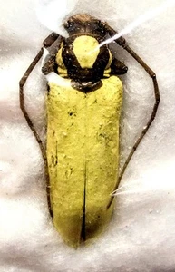 1 A-1 Prosopocera lucia 28mm Cameroon Cerambycidae Unmounted Real longhorn... - Picture 1 of 2