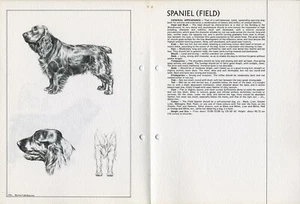 FIELD SPANIEL 1978 DOG BREED STANDARD SKETCH PRINT + TEXT by M DAVIDSON - Picture 1 of 2