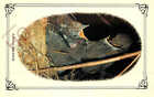 Picture Postcard; A Nest of Blackbirds [Colourmaster]