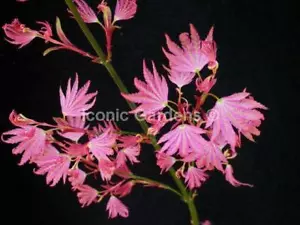 Rare Japanese maple cultivar 6yr 'Ikandi' - Picture 1 of 3