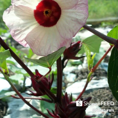 rosselle : true breed tropical vegetable seeds - Image 1 of 3