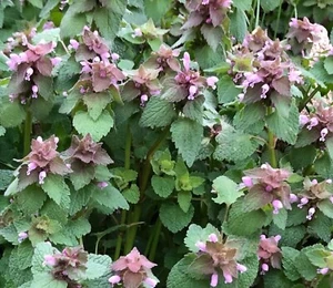 75+5 Free Organic Purple Dead Nettle Seeds Lamium purpureum Archangel - Picture 1 of 3
