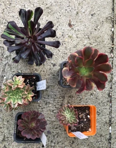 2. Aeonium 5 pk - succulent, rare, cacti, etc - Picture 1 of 1