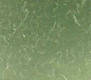 4 OZ LIVE VINEGAR EEL CULTURE Turbatrix Aceti Starter Fry Food Guppy Betta B2G1 - Picture 1 of 3